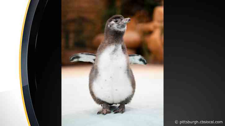 National Aviary Reveals Gender, Name Of Penguin Chick