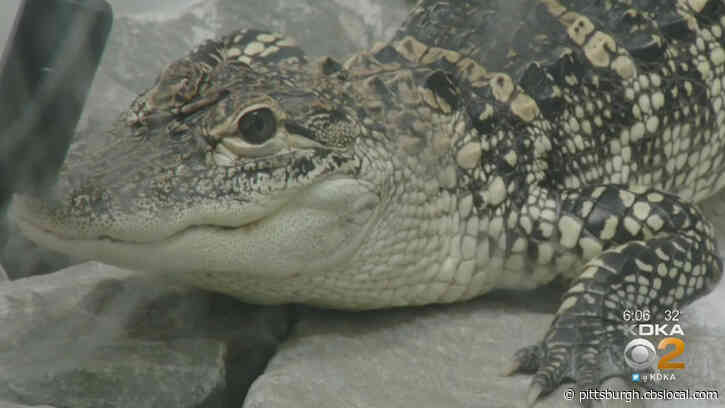 Pittsburgh City Council Bans Ownership Of Alligators, Crocodiles And Red-Eared Slider Turtles