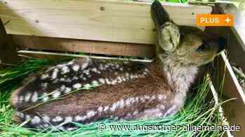 Sie retten bald wieder Rehkitze mit Hilfe von Drohnen - Augsburger Allgemeine