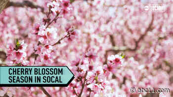 Cherry Blossoms bloom in La Canada Flintridge marking start of Spring