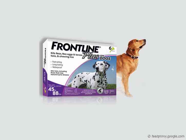 The 5 best flea preventives and treatments for dogs in 2021