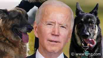 President Biden's Dogs Back at White House After Biting Incident