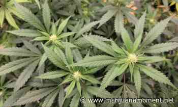 Rhode Island Governor Supports Marijuana Expungements Despite Excluding Policy From His Legalization Plan - Marijuana Moment
