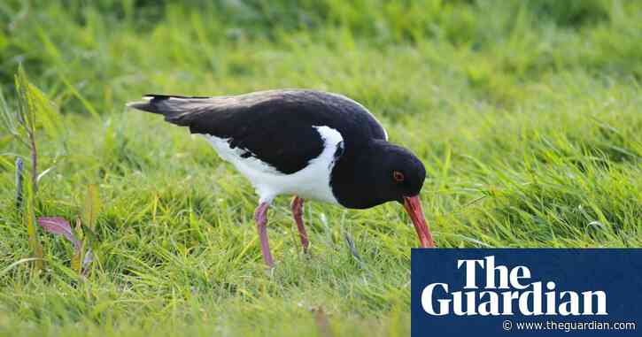 Country diary: love is in the air for these oystercatchers
