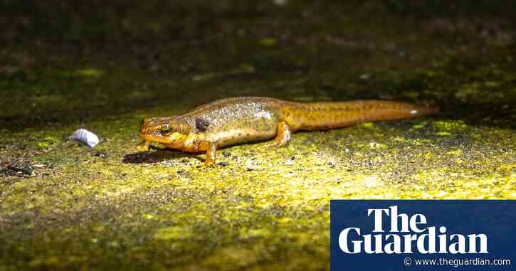 Smooth newts to turn gardens into mating hotspots after dark