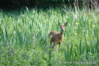 Deze dodenweg kostte al zeker vijf Gentse reeën het leven: “Ook gevaarlijk voor wandelaars”
