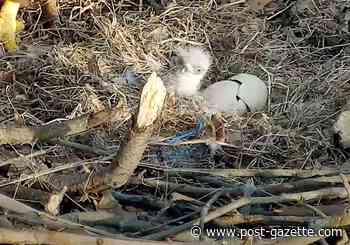 Second Hays eaglet hatches same day as the first