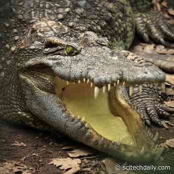 Snappy Evolution and Spectacular Variation Was Behind the Success of Ancient Crocodiles