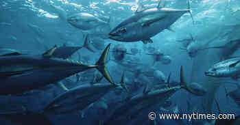 ‘Seaspiracy’ Review: Got Any Scandals? Go Fish.