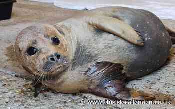 Dog owner apologises for death of Freddie the seal