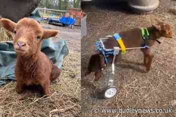 Paralysed lamb gets new lease of life with modified dog wheelchair - Dudley News