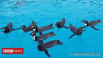Covid: Penguins' move from Isle of Man to Northern Ireland 'a miracle'