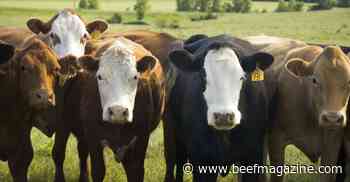 APHIS takes step back on cattle producers’ RFID mandate
