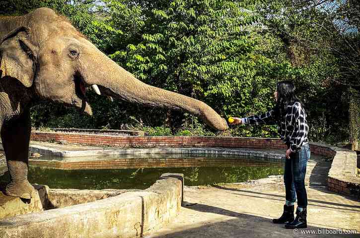 ‘Cher & The Loneliest Elephant’ to Premiere on a Very Fitting Day