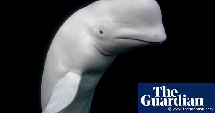 The beluga whale who became famous: Aleksander Nordahl's best photograph