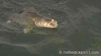 Anglers can keep 1 Mille Lacs walleye in early, late season