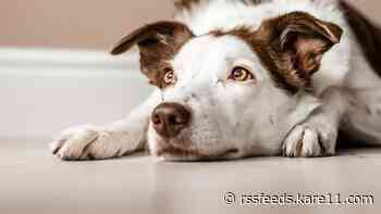 Tips for keeping your pets entertained indoors