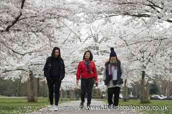 Best places to see the cherry blossoms in London 2021