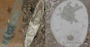 Ancient octopus ancestors may be 30 million years older than we knew     - CNET