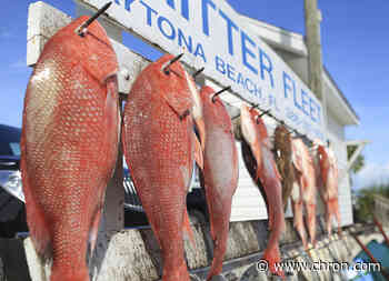 New study triples estimate of red snapper in Gulf of Mexico