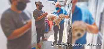 Vacunan en Cuernavaca a canes de albergue - Diario de Morelos