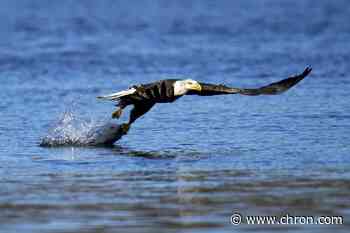 US report: Bald eagle populations soar in lower 48 states