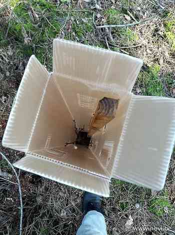 Geheimzinnige plantkokers voorkomen wildschade - Het Belang van Limburg