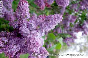Dates announced for 2021 Lilac Festival