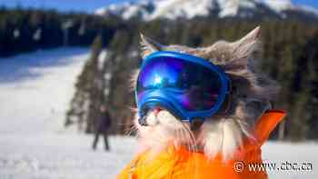 Meet Gary, an Instagram-famous Alberta adventure cat