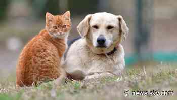 National cat and dog food shortage due to pandemic, Brexit and lockdown pet rise - Sky News
