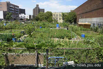 Urban agriculture can help, but not solve, city food security problems | Penn State University - Penn State News