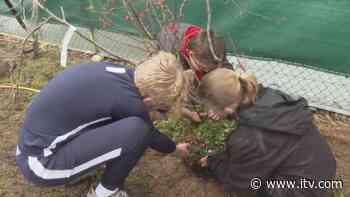 School pupils create 'forest food garden' to learn about sustainability - ITV News