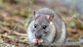Belfast business fined after discovery of food contaminated with rodent faeces - Belfast Telegraph