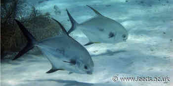 News > Environment > Seafloor nutrient vital in global food chain - University of Leeds