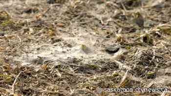 How Saskatoon's record-breaking November snowstorm is making spring tough for allergy sufferers - CTV Toronto