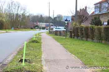 Gemeente verdedigt afzagen van essen: “We hebben lelijkste bomenrij van Vlaanderen gerooid” - Het Nieuwsblad
