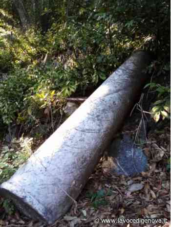 Voltri, prosegue l'opera di abbellimento di Villa Duchessa di Galliera (FOTO) - LaVoceDiGenova.it