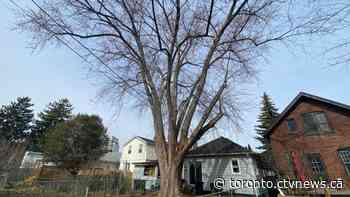 Toronto neighbourhood rallies to save 160-year-old tree slated to be cut down - CTV Toronto
