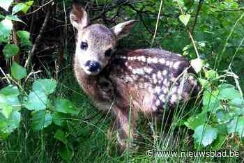 Drones moeten jonge dieren op akkers redden van maaimachines