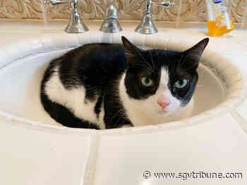 Meet Buttercup, Sol and Bruno, this week’s Pets of the Week in San Gabriel Valley/Whittier - The San Gabriel Valley Tribune