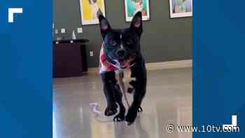 Bruno adopted into forever home after 172 days at the Franklin County Dog Shelter - 10TV