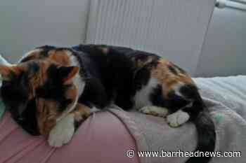 Barrhead: Child's pet cat has gone missing - Barrhead News