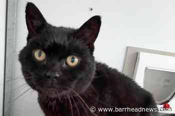 Missing cat reunited with family after 14 years thanks to microchip - Barrhead News