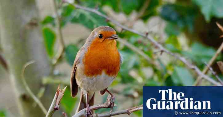 Country diary: where are the violets?