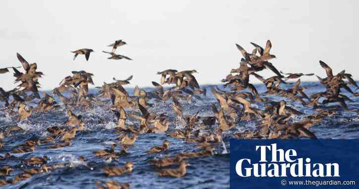 Lava, floating rocks and the Blob: the mystery behind the deaths of millions of seabirds