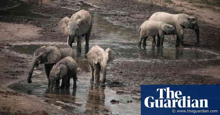 African elephant recognised as two separate species – both endangered