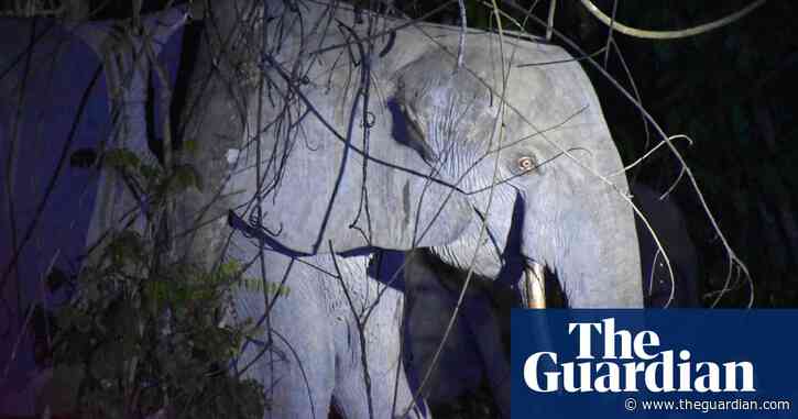 Shades of grey: how to tell African elephant species apart