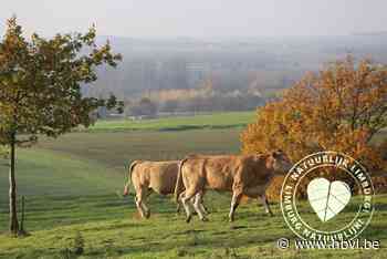 WEEK 3. Limburgse Wandelchallenge: op pad in Bree, Borgloon en Zonhoven - Het Belang van Limburg