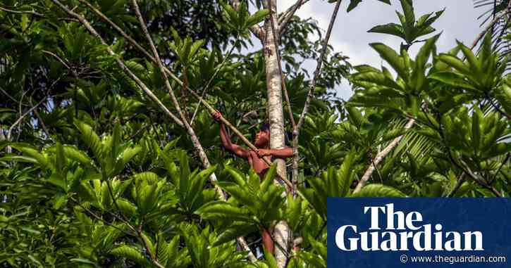 Indigenous peoples by far the best guardians of forests – UN report