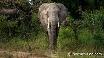 Africa's elephants now endangered by poaching, habitat loss